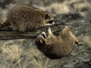 Pracze, Two cars, Sheds