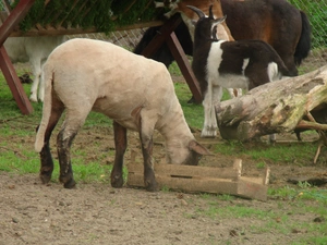 sheep, fence