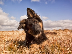 german, Meadow, puppie, sheep-dog, honeyed