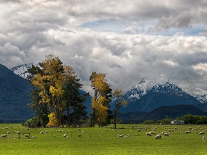 Mountains, pasture, New Zeland, Trey Ratcliff, Glenarchy, Sheep