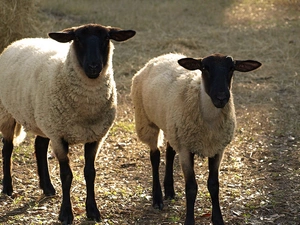 Two, White, fleece, Sheep