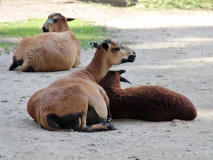 Sheep Cameroon, zoo
