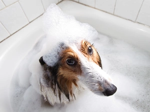 shetland Sheepdog, bath, Funny, Bath