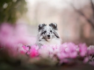 fuzzy, background, shetland Sheepdog, Flowers, dog