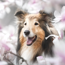 Magnolias, dog, shetland Sheepdog