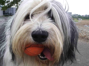 mouth, Polish lowland sheepdog