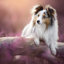 dog, Lod on the beach, heathers, shetland Sheepdog