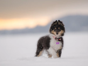 snow, Puppy, shetland Sheepdog