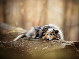 trees, dog, shetland Sheepdog