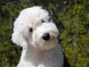 young, Old English Sheepdog