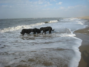 Three, French Briard Sheepdogs, Waves, Black