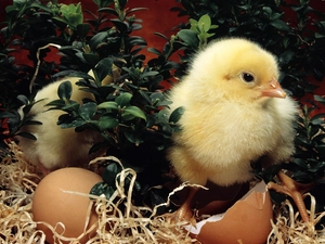 chickens, eggs, Easter, shell