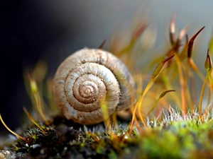 Moss, snail, blur, shell