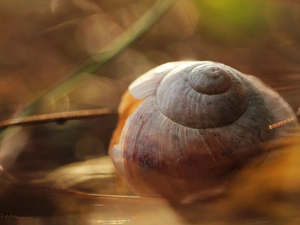shell, snail