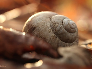 shell, snail