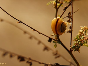 The herb, snail, shell