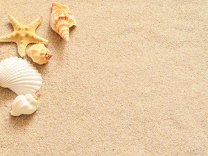 four, starfish, Sand, Shells