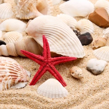 Pebble, Sand, starfish, Shells, red hot