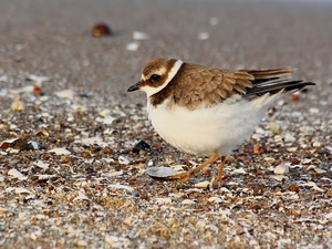 Shells, Bird, plover