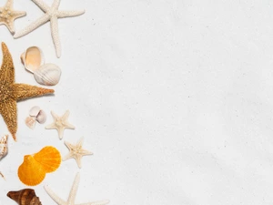 Shells, starfish, Sand, Shells