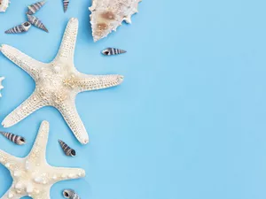 starfish, Blue, background, Shells