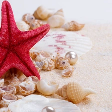 starfish, Sand, Pearl, Shells