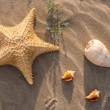 starfish, Plants, Sand, Shells