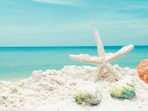 Shells, Sand, starfish