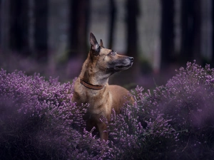 fuzzy, forest, Belgian Shepherd Malinois, heathers, dog