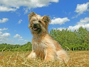 Sky, clouds, Berger des Pyrénées, Blue, Pyrenean Shepherd