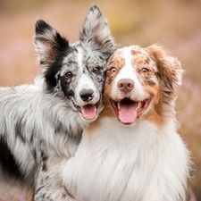 Border Collie, Australian Shepherd