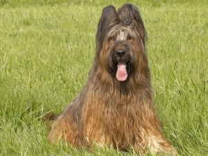 Shepherd French Briard