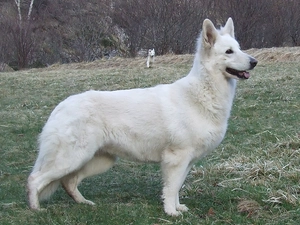 White Swiss Shepherd, Shepherd US-Canadian