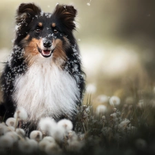 dandelions, dog, Scottish Shepherd