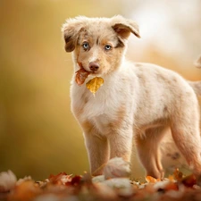 autumn, Leaf, Australian Shepherd, Puppy, dog