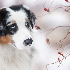 Red, Fruits, Australian Shepherd, Twigs, dog