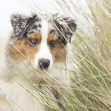 tall, grass, Australian Shepherd, muzzle, dog