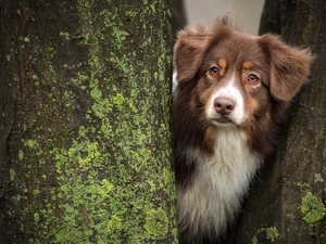 trees, viewes, Australian Shepherd, muzzle, dog