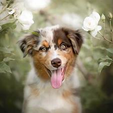 White, roses, Australian Shepherd, tongue, dog