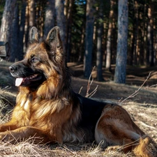 Long Haired German Shepherd, lying, dog