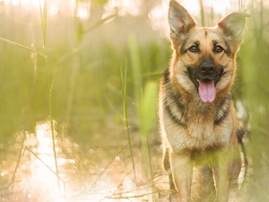 scrub, grass, German Shepherd, water, dog