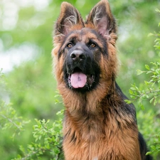 tongue, Bush, German Shepherd, muzzle, dog