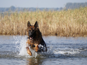water, rushes, German Shepherd, lake, dog