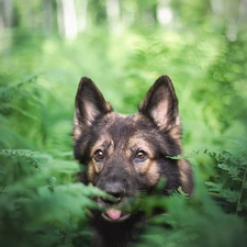 fern, dog, German Shepherd