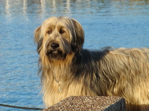 water, Shepherd French Briard, Blue