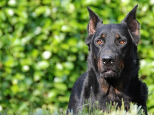 Eyes, Shepherd French Beauceron, Brown