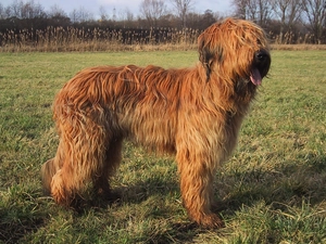 coat, Shepherd French Briard, fawn