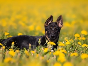 Meadow, Puppy, fuzzy, background, Common Dandelion, German Shepherd