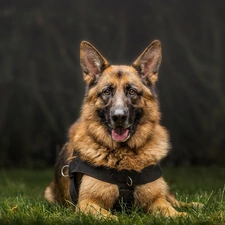 grass, dog, German Shepherd