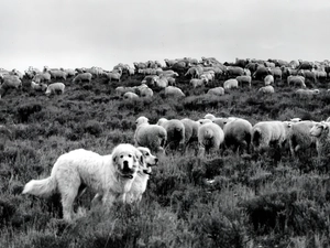 Sheep, Shepherd Hungarian Kuvasz, herd